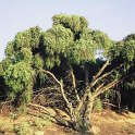 Juniperus oxycedrus subsp. oxycedrus